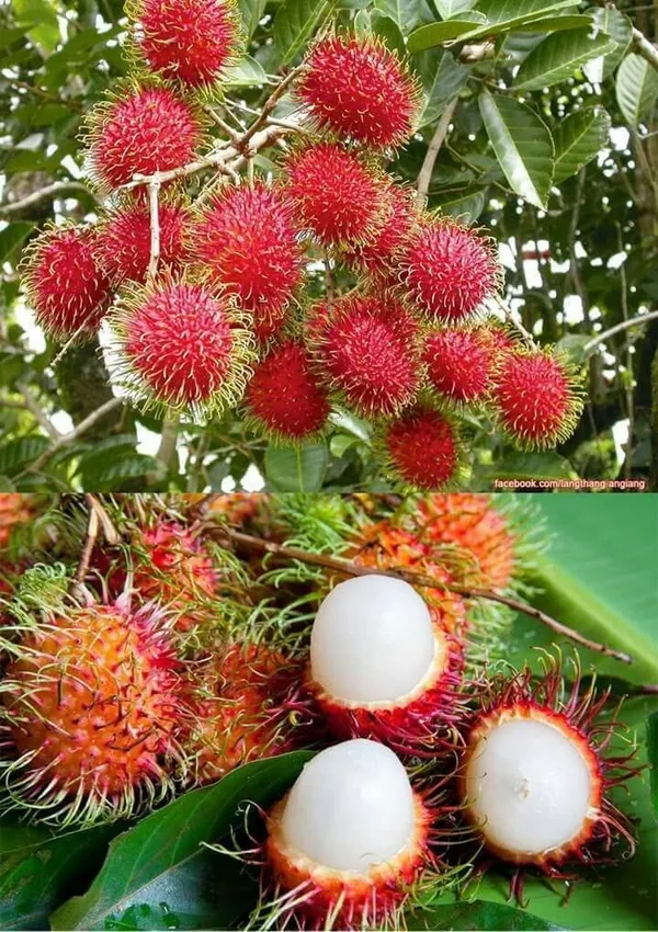 Grafting_Rambutan_Fruit_Plant