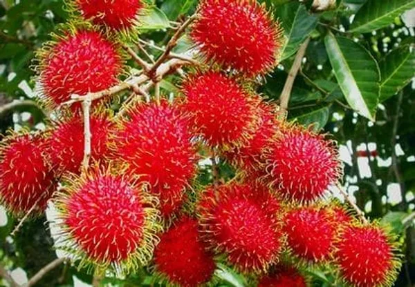 Grafting_Rambutan_Fruit_Plant