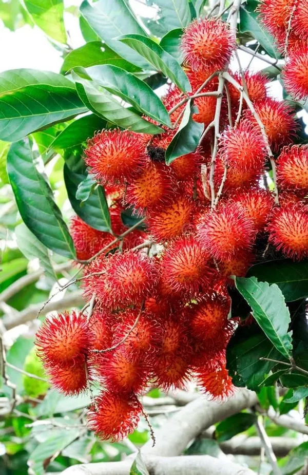 Grafting_Rambutan_Fruit_Plant