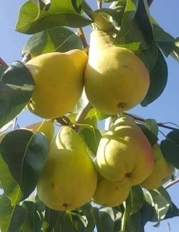 Green_Pear_Fruit_Plant_(naspati)_|Pack_Of_1