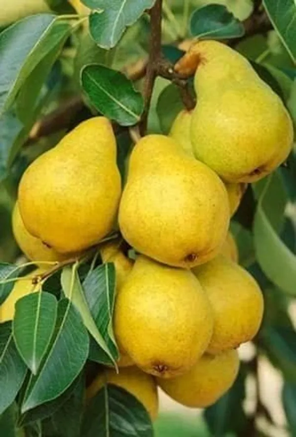 Green_Pear_Fruit_Plant_(naspati)_|Pack_Of_1