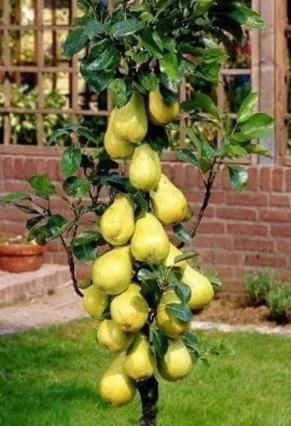 Green_Pear_Fruit_Plant_(naspati)_|Pack_Of_1