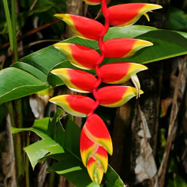 HELICONIA_ROSTRATA_FLOWERING_PLANTS