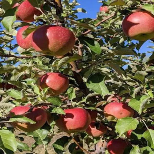 HRMN-99_Apple_Plant_green_|_Hybrid_Grafted_Plant_|_Pack_of_1