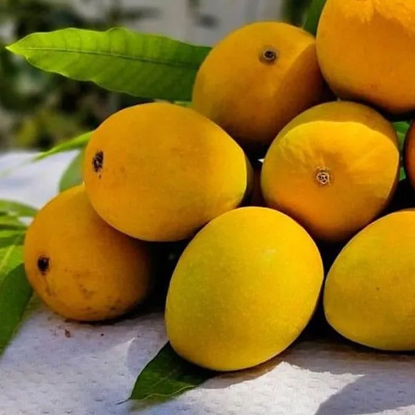 Hapus_Mango_Grafting_Plant_(Pack_Of_1)