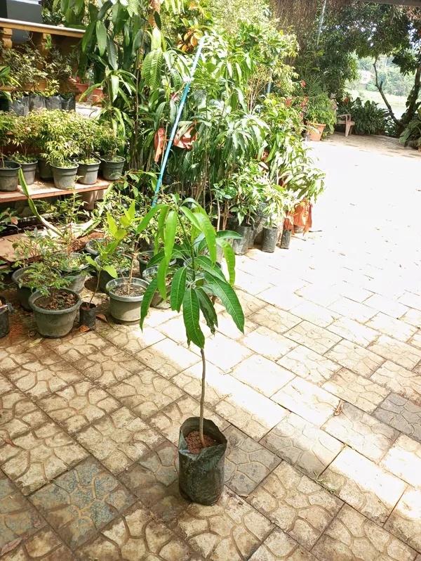 Hybrid_All_Time_Mango_Plant_(Grafting,_Pack_Of_1)