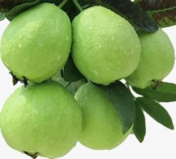 Hybrid_Baraipur_Guava_Plant__(1.5-2_Feet_Height_Pack_Of_1)