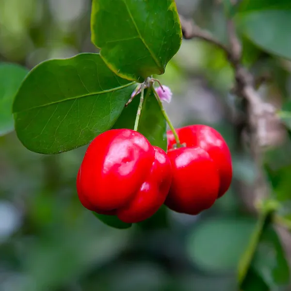 Hybrid_Barbados_Cherry_Plant_(1.5-3_Feet_Height_Pack_Of_1)