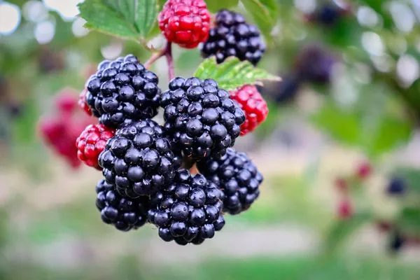 Hybrid_Black_Berry_Fruit_Plant_(1.5-2_Feet_Height_Pack_Of_1)