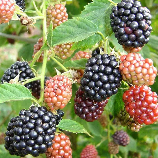 Hybrid_Black_Berry_Fruit_Plant_(1.5-2_Feet_Height_Pack_Of_1)