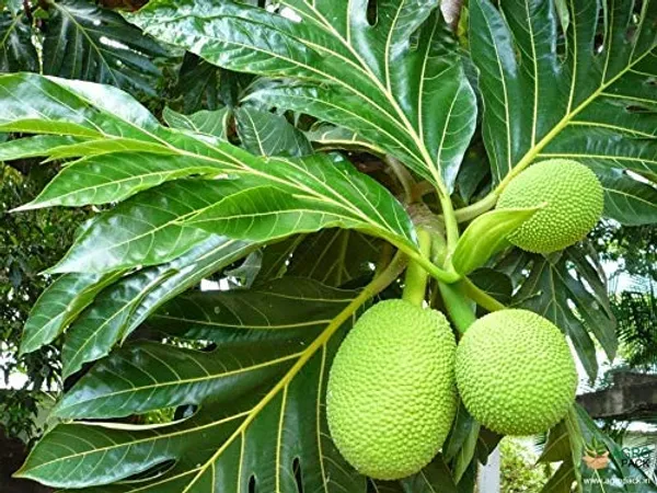 Hybrid_Bread_Fruit_Plant_(Pack_Of_1)