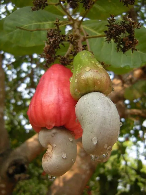 Hybrid_Cashew_Fruit_|_Grafted_Plant__(Pack_Of_1)