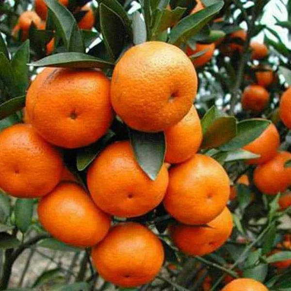 Hybrid_Chatuki_Orange_|_Grafted_Plant