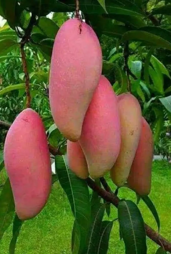 Hybrid_Chiangnai_Mango_Grafting_Plant_(1.5-3_Feet_Height_Pack_Of_1)