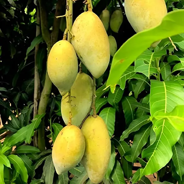 Hybrid_Chowsa_Mango_Grafting_Plant_(1.5-2_Feet_Height_Pack_Of_1)