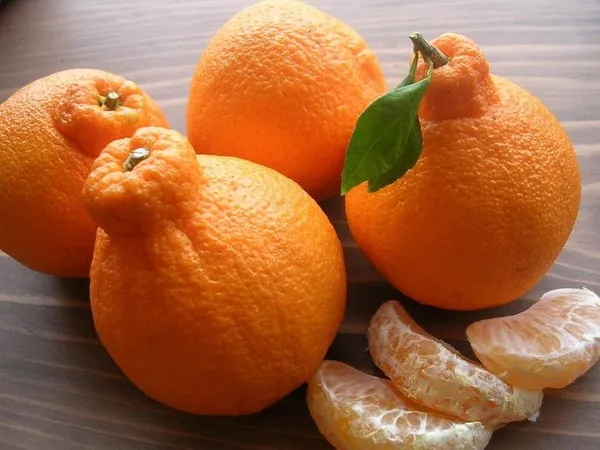 Hybrid_Dekopon_Orange_|_Grafted_Plant_(1.5-3_Feet_Height_Pack_Of_1)