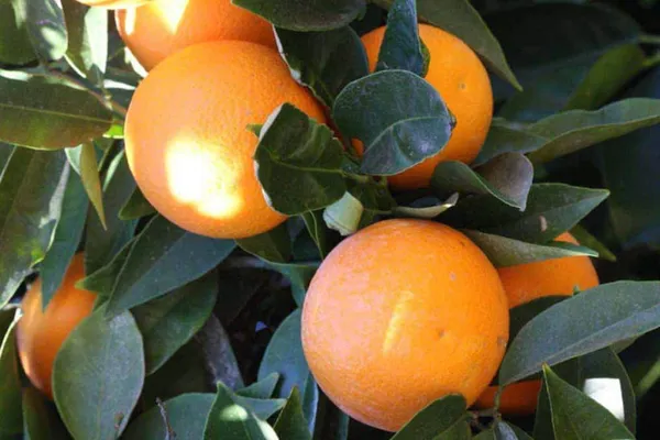 Hybrid_Fancy_Orange_|_Grafted_Plant