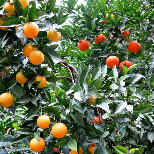 Hybrid_Fancy_Orange_|_Grafted_Plant