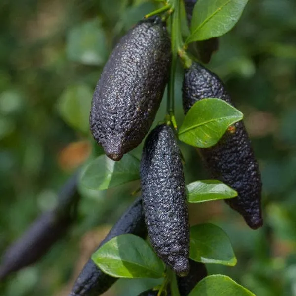 Hybrid_Finger_Lemon_Plant_|_Grafting_(1.5-2_Feet_Height_Pack_Of_1)