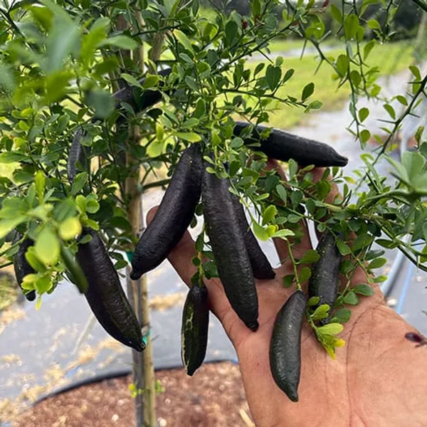 Hybrid_Finger_Lemon_Plant_|_Grafting_(1.5-2_Feet_Height_Pack_Of_1)