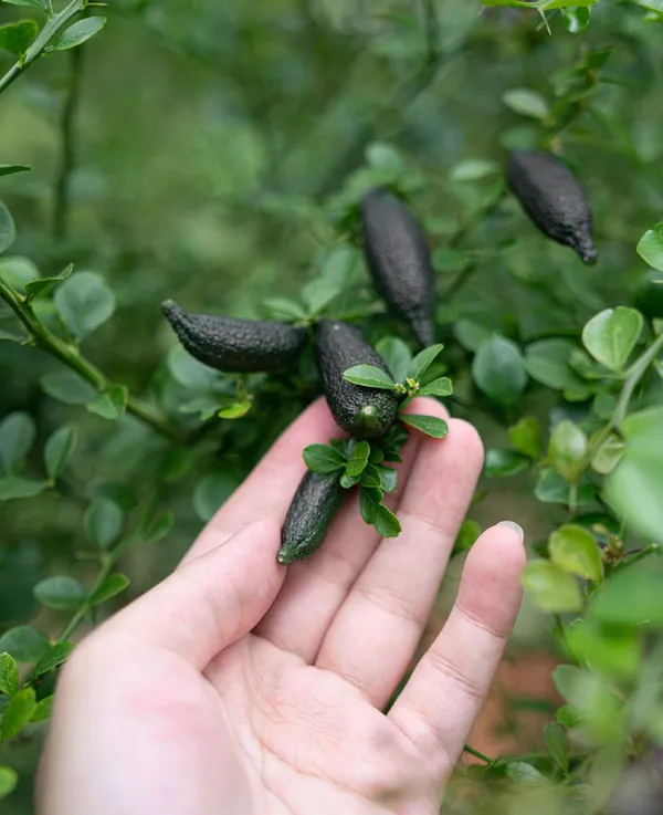Hybrid_Finger_Lemon_Plant_|_Grafting_(1.5-2_Feet_Height_Pack_Of_1)