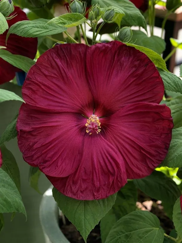 Hybrid_Hibiscus_Flower_Plant_(1.5-3_Feet_Height_Pack_Of_1)