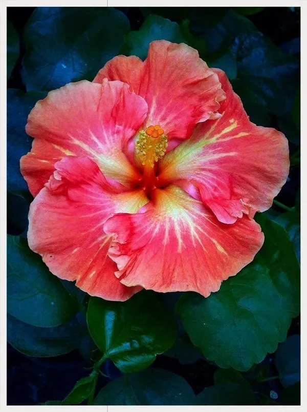Hybrid_Hibiscus_Flower_Plant_18