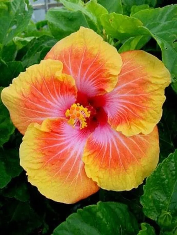 Hybrid_Hibiscus_Flower_Plant_19