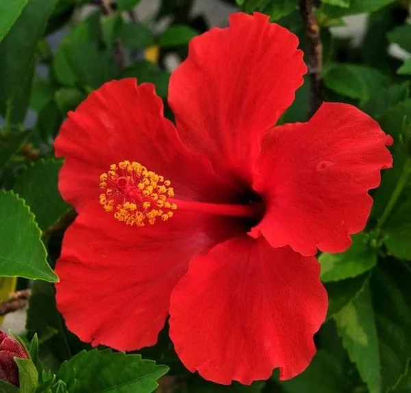 Hybrid_Hibiscus_Flower_Plant_2