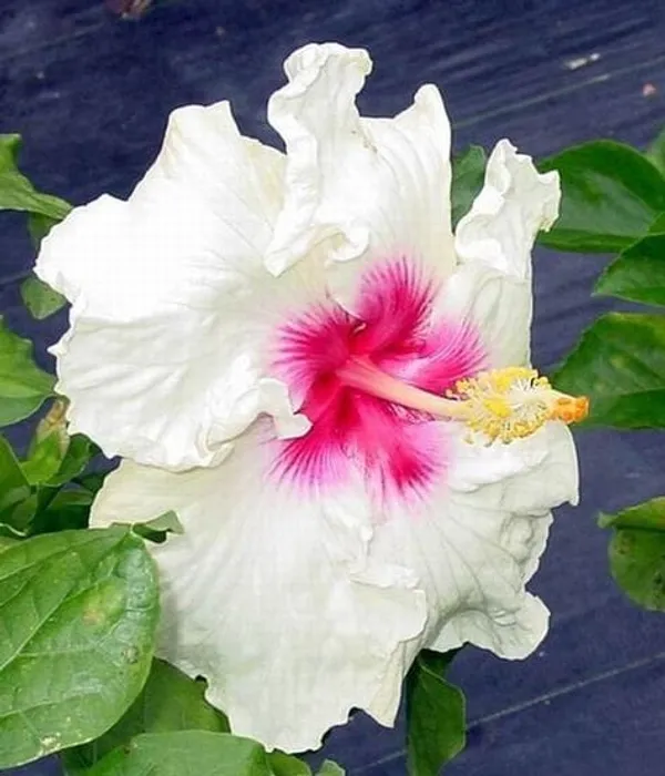 Hybrid_Hibiscus_Flower_Plant_5