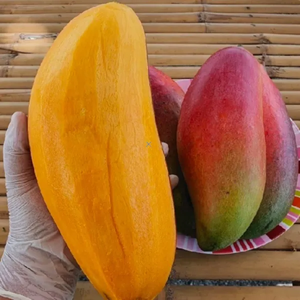 Hybrid_Iovry_Red_Mango_Grafting_Plant_(1.5-3_Feet_Height_Pack_Of_1)