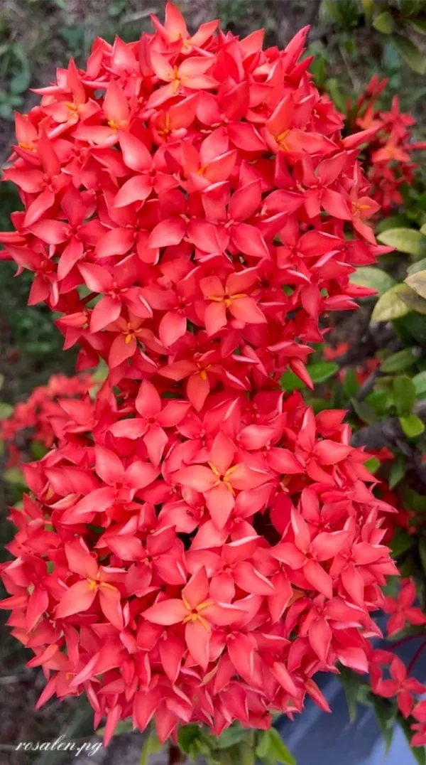 Hybrid_Ixora_Red_Flower_Plant_(1.5-2_Feet_Height_Pack_Of_1)