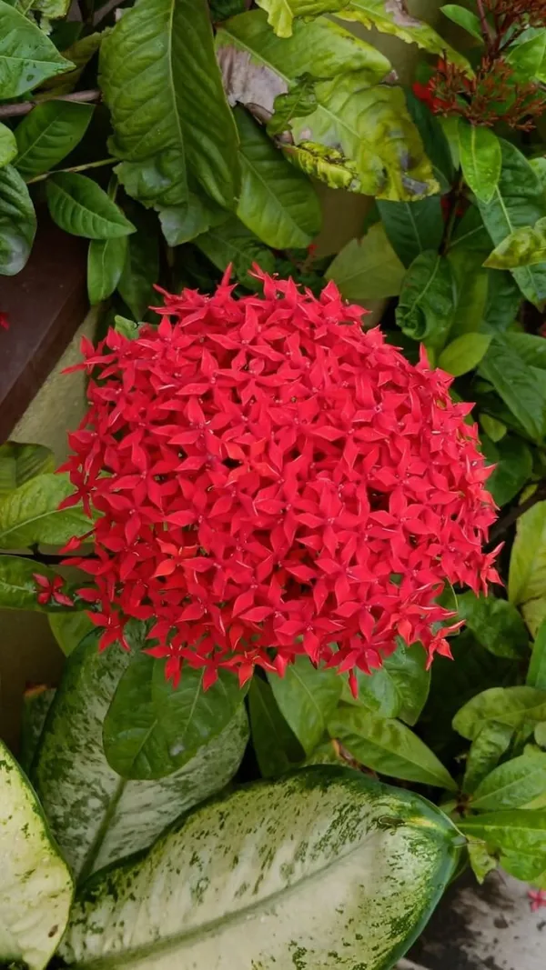 Hybrid_Ixora_Red_Flower_Plant_(1.5-2_Feet_Height_Pack_Of_1)