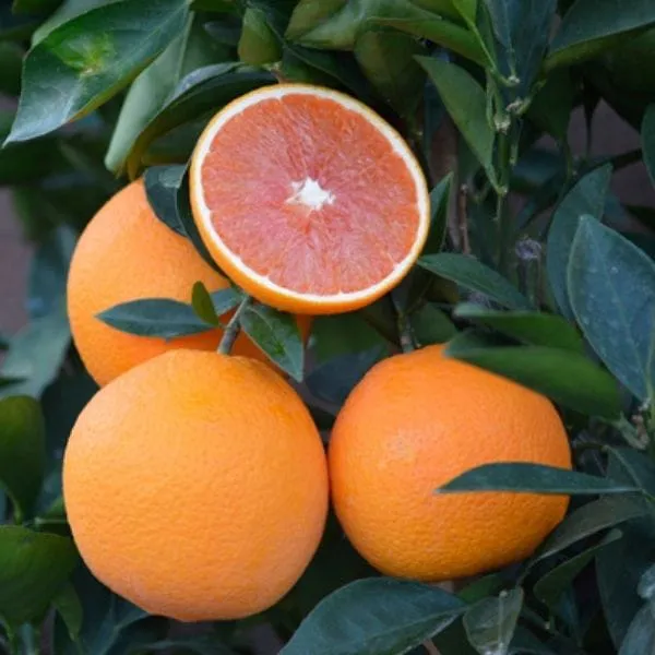 Hybrid_Jaffa_Orange_|_Grafting_Plant