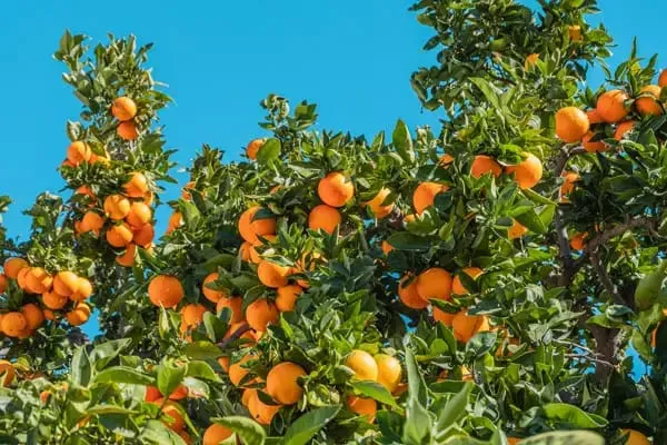 Hybrid_Jaffa_Orange_|_Grafting_Plant