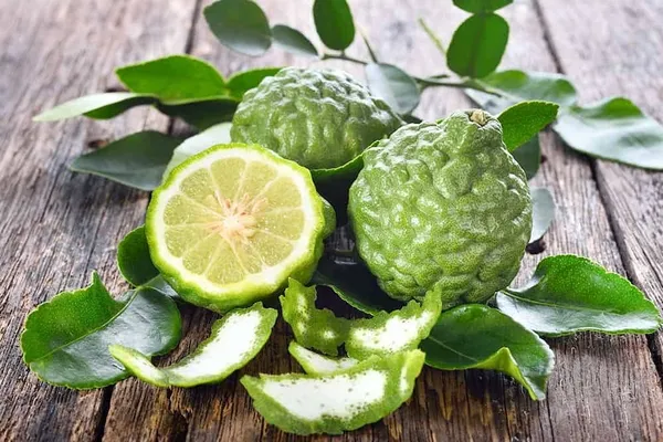 Hybrid_Kaffir_Lemon_Plant_|_Grafting_Plant__(1.5-2_Feet_Height_Pack_Of_1)