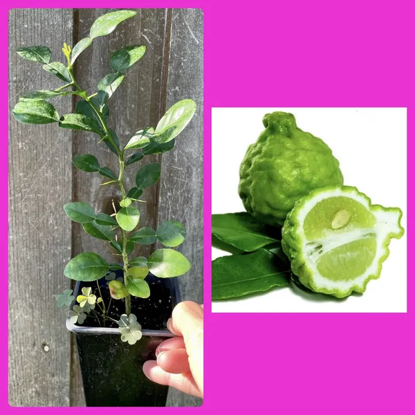 Hybrid_Kaffir_Lemon_Plant_|_Grafting_Plant__(1.5-2_Feet_Height_Pack_Of_1)