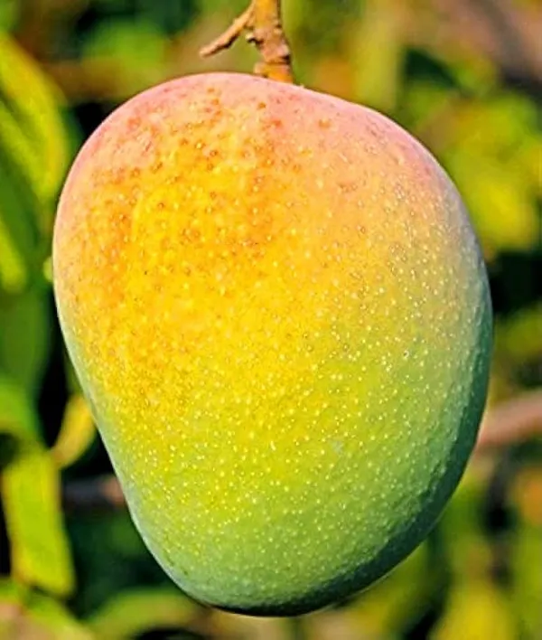 Hybrid_Keshari_Mango_Grafting_Plant_🥭🥭🥭(1.5-2_Feet_Height_Pack_Of_1)