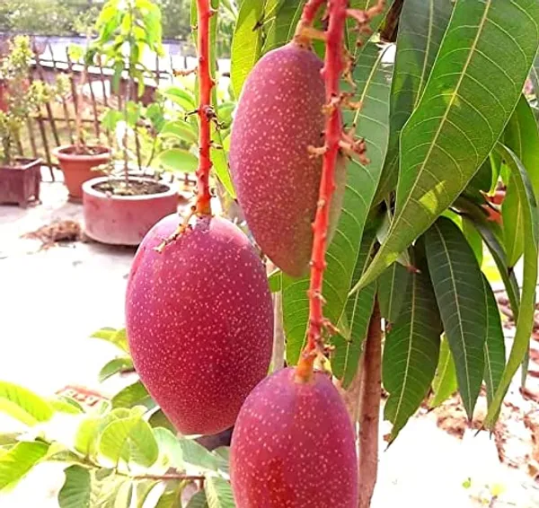 Hybrid_King_Of_Chakapat_Mango_Grafting_Plant_(1.5-2_Feet_Height_Pack_Of_1)