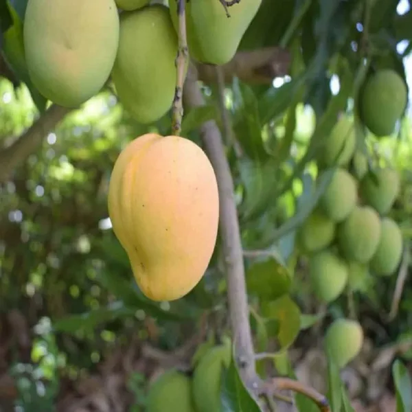 Hybrid_Kohitur_Mango_Grafting_Plant_(1.5-3_Feet_Height_Pack_Of_1)
