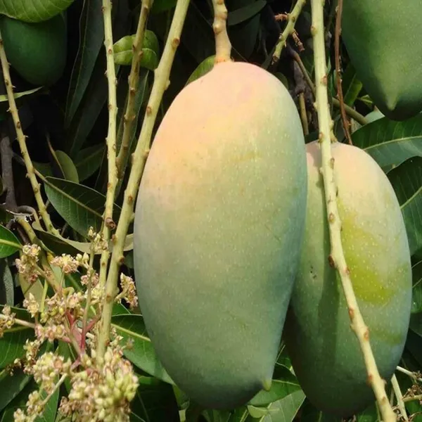Hybrid_Kohitur_Mango_Grafting_Plant_(1.5-3_Feet_Height_Pack_Of_1)
