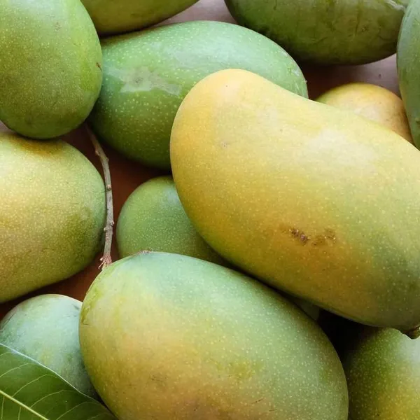 Hybrid_Langra_Mango_Grafting_Plant_(1.5-2_Feet_Height_Pack_Of_1)