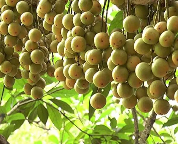 Hybrid_Lotkon_Fruit_Plant