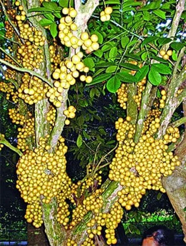 Hybrid_Lotkon_Fruit_Plant