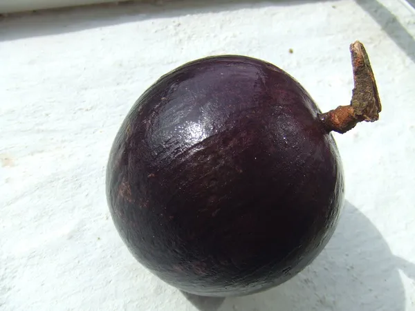 Hybrid_Milk_Fruit_Plant
