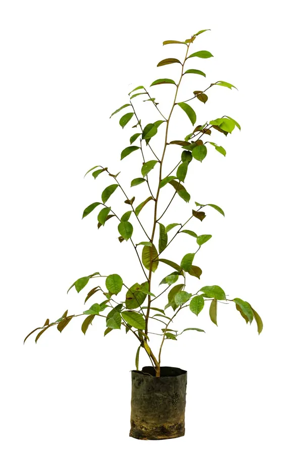 Hybrid_Milk_Fruit_Plant
