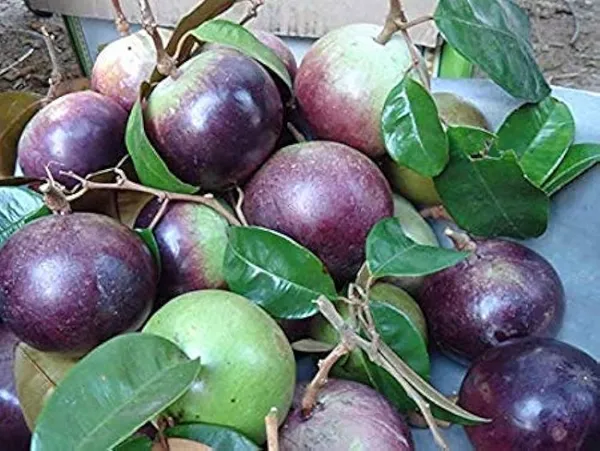 Hybrid_Milk_Fruit_Plant