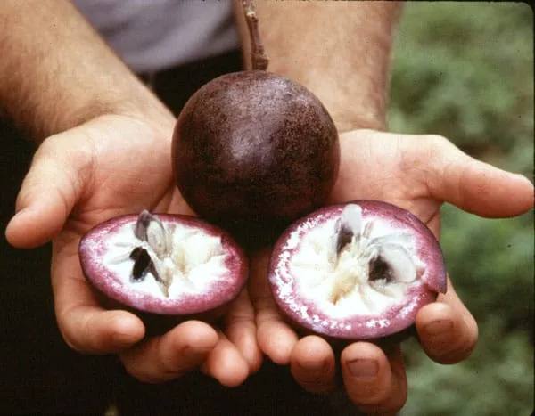 Hybrid_Milk_Fruit_Plant
