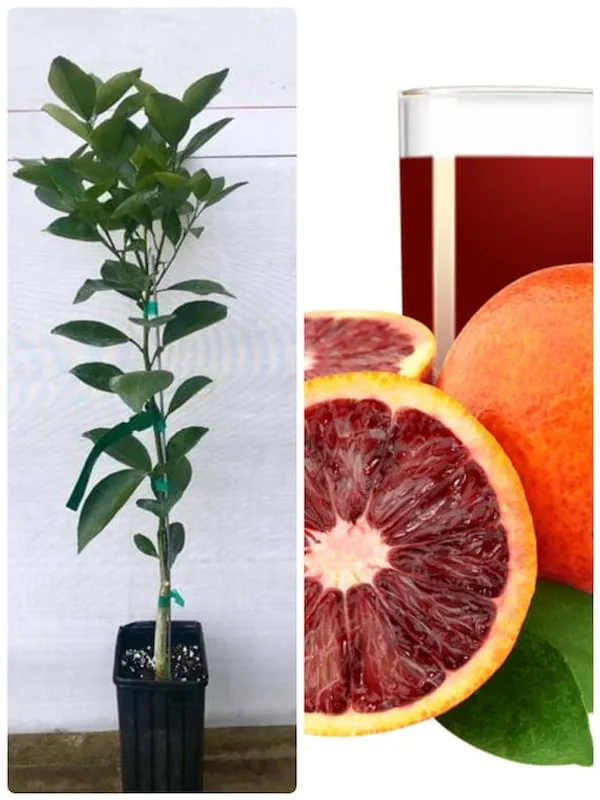 Hybrid_Moro_Blood_Orange_|_Grafted_Plant_(1.5-3_Feet_Height_Pack_Of_1)