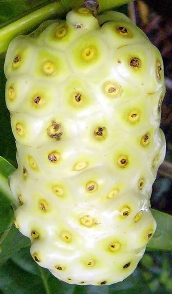 Hybrid_Noni_Fruit_Plant